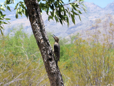 Gila Woodpecker (female)