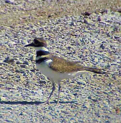 Killdeer