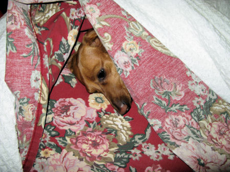Schatzi under the covers