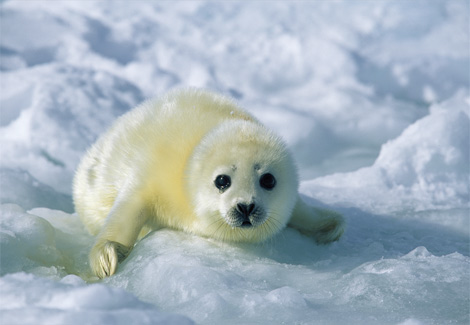 baby-harp-seal